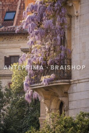 Wall art Roma primavera glicini Coppedè anteprima BraiShop