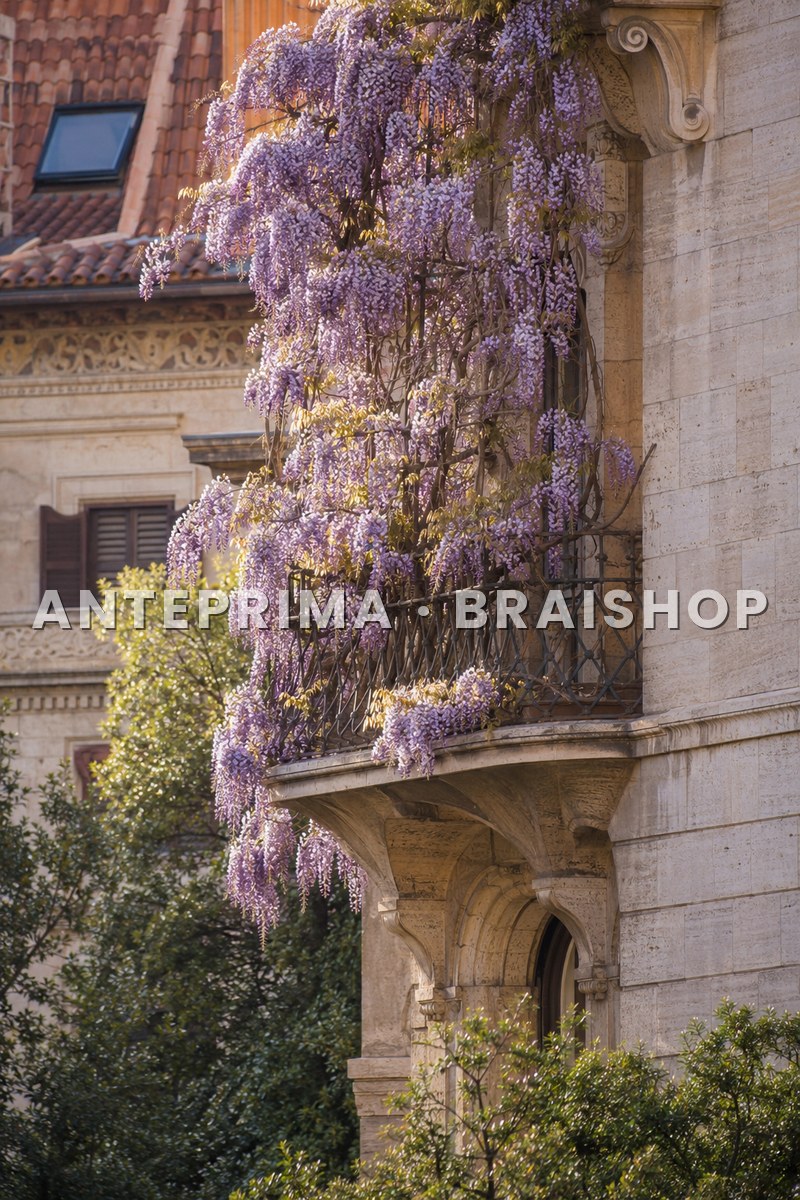 Wall art Roma primavera glicini Coppedè anteprima BraiShop